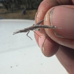 Keyacris scurra at Williamsdale, NSW - 10 Apr 2024