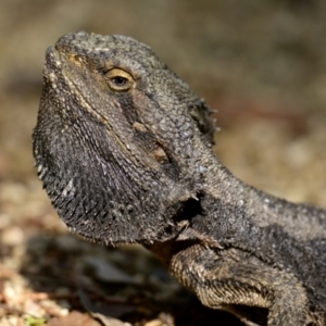 Pogona barbata at ANBG - 10 Apr 2024