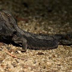 Pogona barbata at ANBG - 10 Apr 2024