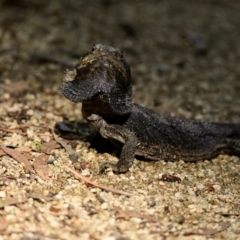 Pogona barbata at ANBG - 10 Apr 2024