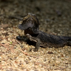 Pogona barbata at ANBG - 10 Apr 2024