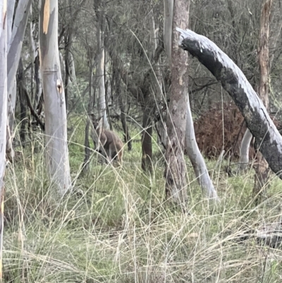 Notamacropus rufogriseus (Red-necked Wallaby) at Mount Ainslie - 18 Jan 2024 by AmyKL