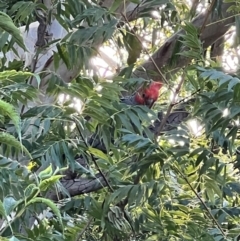 Callocephalon fimbriatum (Gang-gang Cockatoo) at Mount Ainslie - 14 Feb 2024 by AmyKL