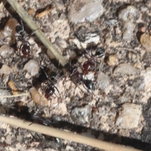 Iridomyrmex sp. (genus) at Lyons, ACT - 10 Apr 2024 02:09 PM