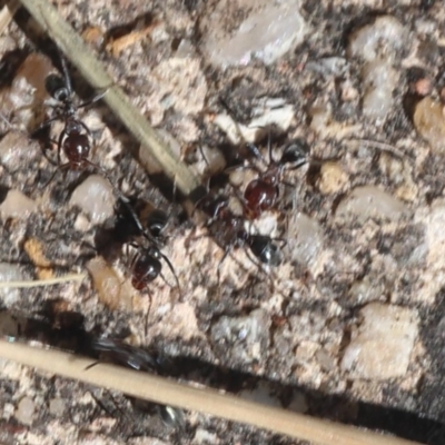 Iridomyrmex sp. (genus) (Ant) at Lyons, ACT - 10 Apr 2024 by ran452