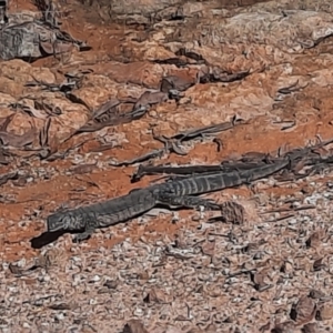 Varanus rosenbergi at Lower Cotter Catchment - 10 Apr 2024