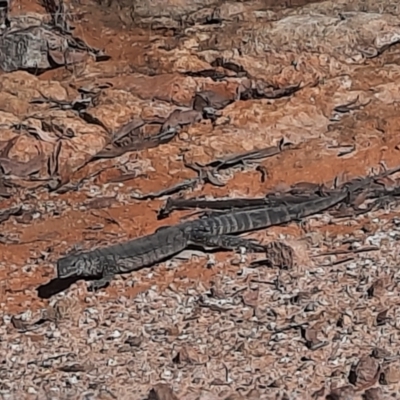 Varanus rosenbergi (Heath or Rosenberg's Monitor) at Lower Cotter Catchment - 10 Apr 2024 by MB