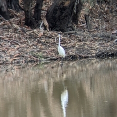 Ardea alba (Great Egret) at Kerang, VIC - 5 Apr 2024 by Darcy