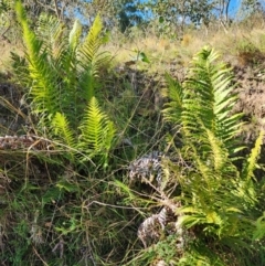 Blechnum cartilagineum (Gristle Fern) at Mount Taylor - 10 Apr 2024 by HarleyB