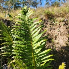 Blechnum cartilagineum at Mount Taylor - suppressed