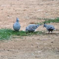 Ocyphaps lophotes (Crested Pigeon) at Kerang, VIC - 5 Apr 2024 by Darcy