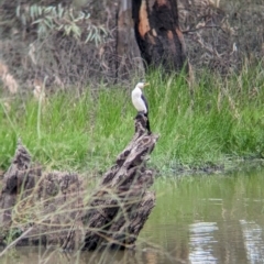 Microcarbo melanoleucos (Little Pied Cormorant) at Kerang, VIC - 5 Apr 2024 by Darcy