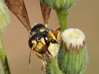 Cerceris sp. (genus) (Unidentified Cerceris wasp) at Hall, ACT - 10 Apr 2024 by Anna123