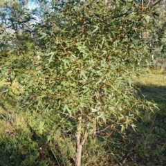 Brachychiton populneus subsp. populneus (Kurrajong) at Wanniassa Hill - 10 Apr 2024 by Mike