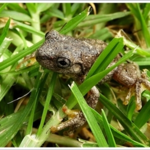 Litoria peronii at Goulburn, NSW - 28 Mar 2024