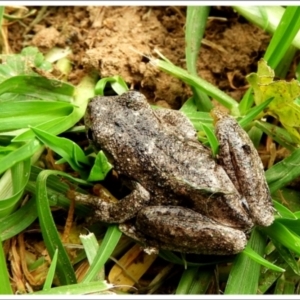 Litoria peronii at Goulburn, NSW - 28 Mar 2024