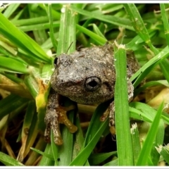 Litoria peronii at Goulburn, NSW - 28 Mar 2024 09:57 AM