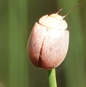 Paropsis atomaria at Hall, ACT - 10 Apr 2024