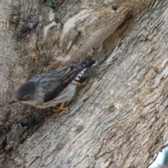 Daphoenositta chrysoptera (Varied Sittella) at Hall Horse Paddocks - 10 Apr 2024 by Anna123