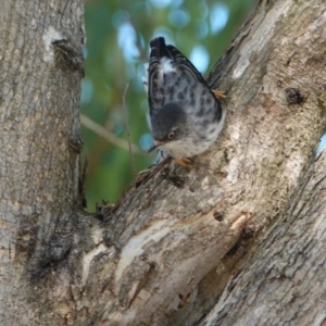 Daphoenositta chrysoptera at Hall, ACT - 10 Apr 2024 11:34 AM