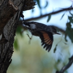 Daphoenositta chrysoptera at Hall, ACT - 10 Apr 2024 11:34 AM