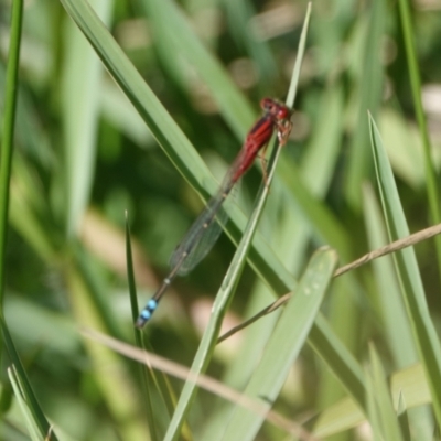 Xanthagrion erythroneurum (Red & Blue Damsel) at Hall, ACT - 10 Apr 2024 by Anna123