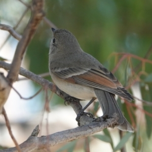 Pachycephala pectoralis at Hall, ACT - 10 Apr 2024