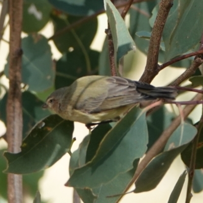 Smicrornis brevirostris (Weebill) at Hall, ACT - 10 Apr 2024 by Anna123