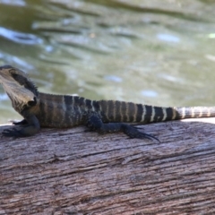 Intellagama lesueurii lesueurii (Eastern Water Dragon) at Mittagong - 19 Jan 2024 by JanHartog