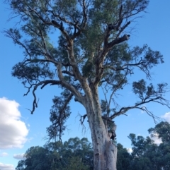 Eucalyptus camaldulensis (River Red Gum) at Tooleybuc, NSW - 10 Apr 2024 by LyndalT