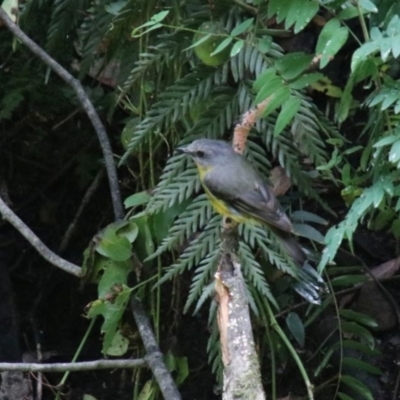 Eopsaltria australis (Eastern Yellow Robin) at Bargo River State Conservation Area - 9 Jan 2024 by JanHartog