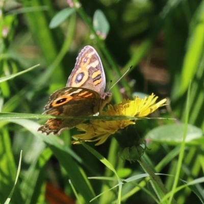 Junonia villida (Meadow Argus) at Bonython, ACT - 10 Apr 2024 by RodDeb