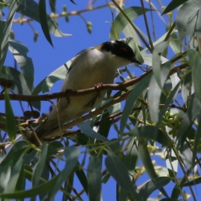 Melithreptus lunatus (White-naped Honeyeater) at Stranger Pond - 10 Apr 2024 by RodDeb