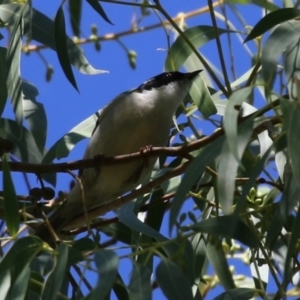 Melithreptus lunatus at Stranger Pond - 10 Apr 2024