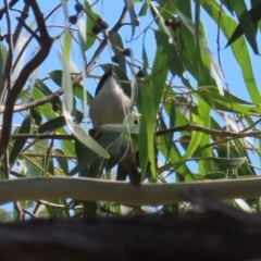 Melithreptus lunatus at Stranger Pond - 10 Apr 2024