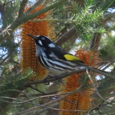 Phylidonyris novaehollandiae (New Holland Honeyeater) at Stranger Pond - 10 Apr 2024 by RodDeb