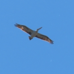 Pelecanus conspicillatus at Stranger Pond - 10 Apr 2024 01:40 PM