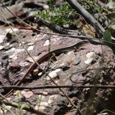 Ctenotus taeniolatus (Copper-tailed Skink) at Bargo River State Conservation Area - 10 Jan 2024 by JanHartog