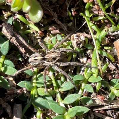 Unidentified Wolf spider (Lycosidae) at Russell, ACT - 10 Apr 2024 by Hejor1