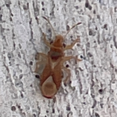 Thaumastocoris sp. (genus) (Bronze bug) at Russell, ACT - 10 Apr 2024 by Hejor1