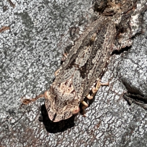 Stenocotis depressa at Russell, ACT - 10 Apr 2024