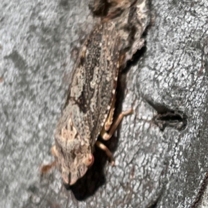 Stenocotis depressa at Russell, ACT - 10 Apr 2024