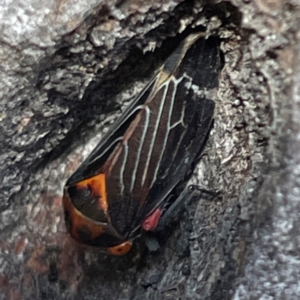 Eurymeloides lineata at Russell, ACT - 10 Apr 2024