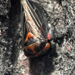 Eurymeloides lineata at Russell, ACT - 10 Apr 2024 12:43 PM