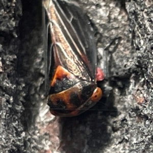 Eurymeloides lineata at Russell, ACT - 10 Apr 2024 12:43 PM