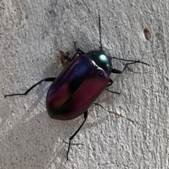 Chalcopteroides columbinus at Russell, ACT - 10 Apr 2024