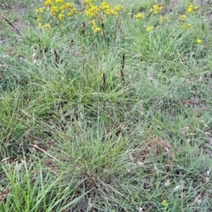 Sorghum leiocladum at Mount Painter - 12 Jan 2024