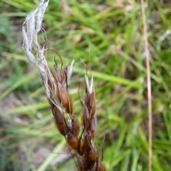 Sorghum leiocladum at Mount Painter - 12 Jan 2024 12:49 PM