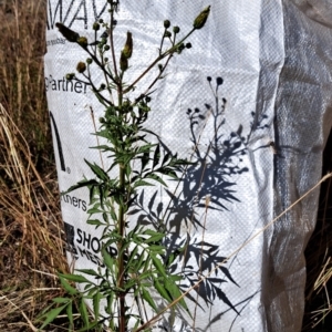 Bidens subalternans at Mount Painter - 25 Mar 2024 09:51 AM