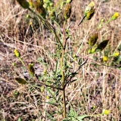 Bidens subalternans at Mount Painter - 25 Mar 2024 09:51 AM